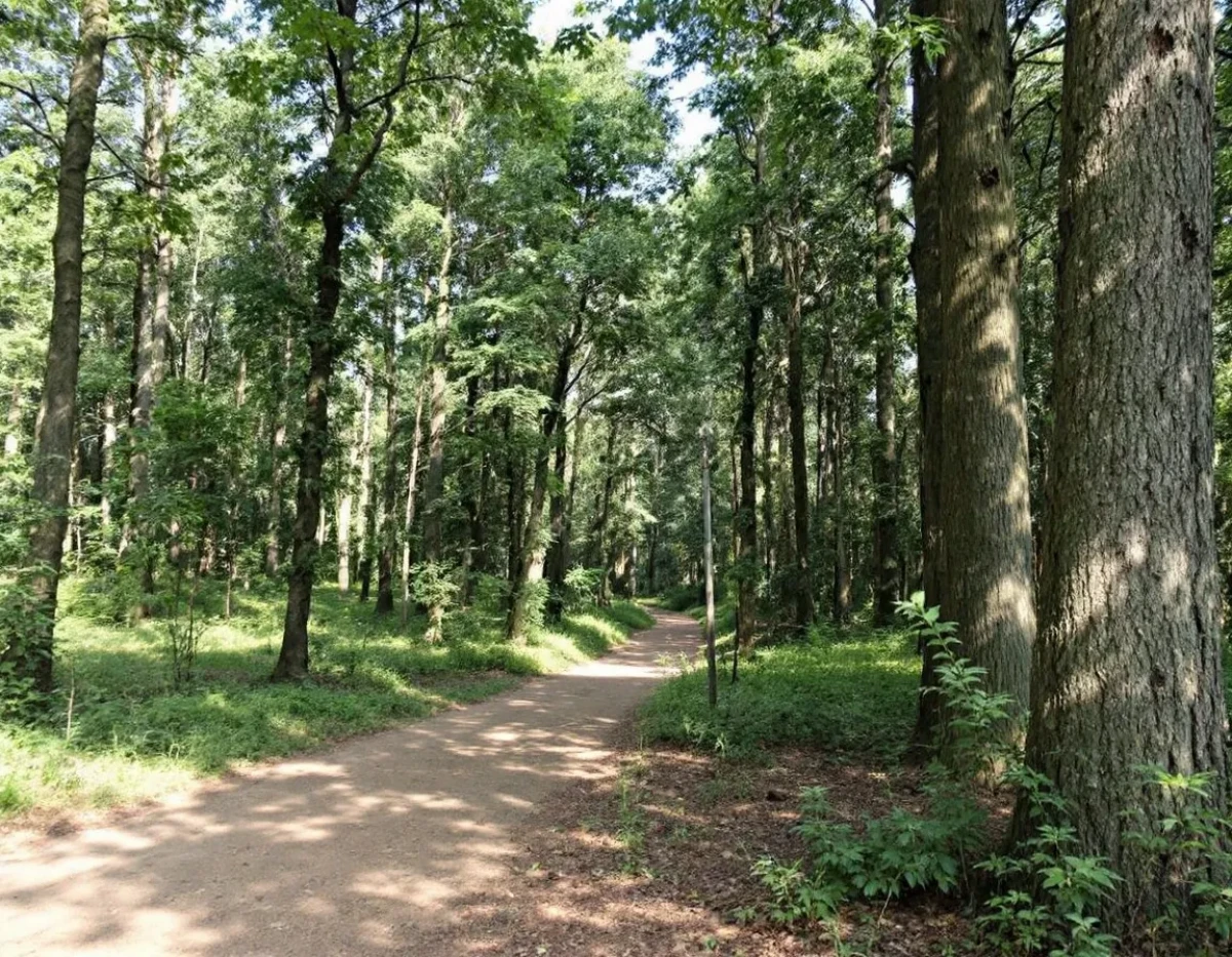 La Responsabilité Juridique Face à l'Exploitation Illégale des Forêts